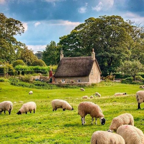 Whether in the Cotswolds in England, the Loire Valley in France, or the Hudson Valley here in New York, nothing compares to a weekend in… Scotland Aesthetic, Sheep Grazing, Sheep Paintings, Vision Book, Roof House, Woodland Art, Green Pasture, British Countryside, Watercolor Ideas