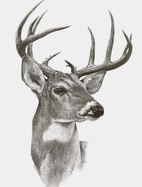 Deer Tattoo Designs, Deer Sketch, Tre Kunst, Hunting Tattoos, Deer Artwork, Deer Drawing, Deer Pictures, Deer Illustration, Deer Tattoo