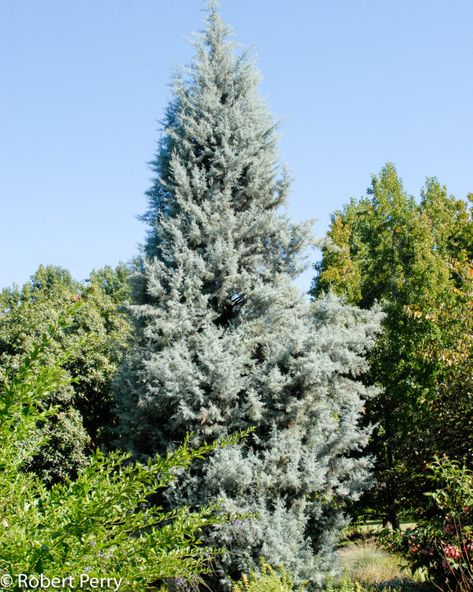 Tawny Cypress, Blue Cypress, Blue Ice Arizona Cypress Tree, Blue Ice Cypress, Sinker Cypress, Waterwise Garden, Summer Water, California Native Plants, Organic Mulch