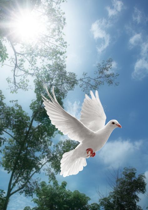 White dove flying. On sky with trees behind , #AD, #dove, #White, #flying, #trees, #sky #ad Dove Flying, Dove Pigeon, Bird Flying, White Dove, White Doves, White Bird, Pretty Birds, Bird Watching, Love Birds