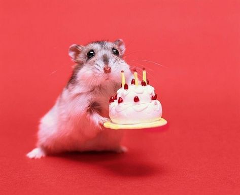 Happy Birthday Animal Memes, Hamster Happy Birthday, Happy Birthday Cat Meme, Happy Birthday Cute, Happy Birthday Animals, Me Happy Birthday, Bestie Birthday, Birthday Icon, Cute Birthday Pictures