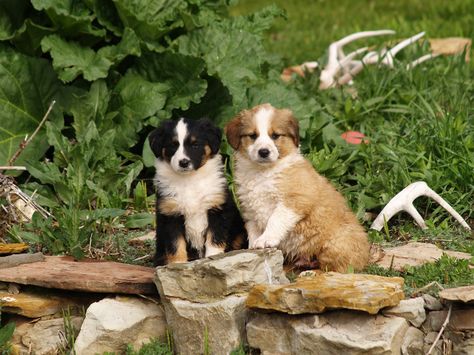 English Shepherd Puppy, English Shepherd, Collie Puppies, Farm Dogs, Red Dirt, Shepherd Puppy, Herding Dogs, Dog Photo, Shepherd Puppies