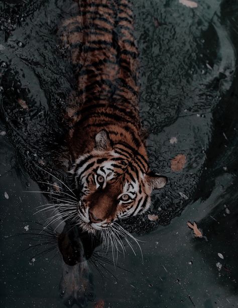 Wild Creatures, Pretty Animals, Majestic Animals, Disney Aesthetic, A Tiger, Animal Wallpaper, Beautiful Cats, 귀여운 동물, In Water