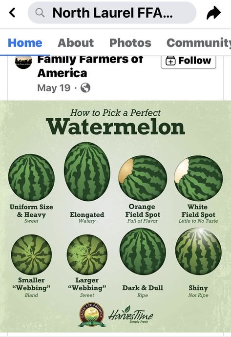 How To Choose Watermelon, Perfect Watermelon, National Watermelon Day, Meal Planning App, Houseplants Indoor, Craps, Food Facts, Healthy Options, Good Advice