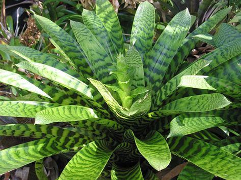 Bog Plants, Denver Botanic Gardens, Florida Gardening, Flower Spike, Pretty Green, Shade Plants, Plant Collection, Tropical Garden, Tropical Plants