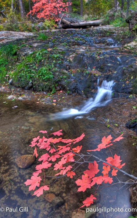 Red Maple, High Hopes, Pop Out, Find Beauty, Do Anything, Van Gogh, Wonder, Water, Red