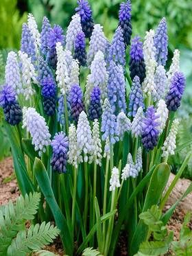 High Country Gardens, Grape Hyacinth, Bulbous Plants, Garden Bulbs, Growing Grapes, Spring Bulbs, Hardy Perennials, Fall Plants, Disney Diy