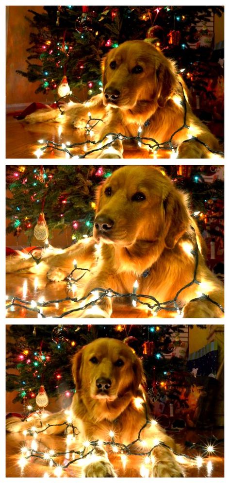 Holiday Pet Photography, Funny Christmas Pictures, Golden Retriever Mix, Photos With Dog, Dog Christmas Card, Fancy Dog, Dog Photoshoot, A Golden Retriever, Pet Photography