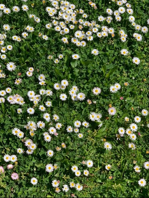 Grass Background, Daisy Wallpaper, Daisy Field, Newborn Studio, Grass Field, Studio Props, Daisy Flowers, Ceremony Backdrop, White Leaf