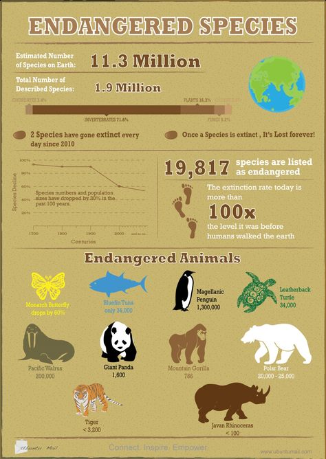 Endangered Species Infographic Animal Infographic, Endangered Wildlife, Animal Conservation, Extinct Animals, Endangered Animals, Animal Species, Marine Biology, Animal Facts, Environmental Science