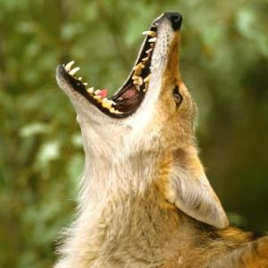 I hear coyotes howling. Does that mean they have just killed something? - Why do coyotes howl and yip? | Urban Coyote Research Coyote Animal, Canine Art, Fox Art, Animals Of The World, Photo Reference, Comic Artist, Animal Photography, Drawing Reference, Mammals