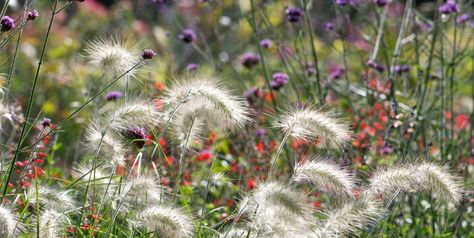 Ornamental Grasses - Grass Plants For Your Garden Plant Combos, Grass Plants, Ornamental Grass, Eco Garden, Fountain Grass, Herbaceous Border, Plant Book, Gravel Garden, Coastal Gardens