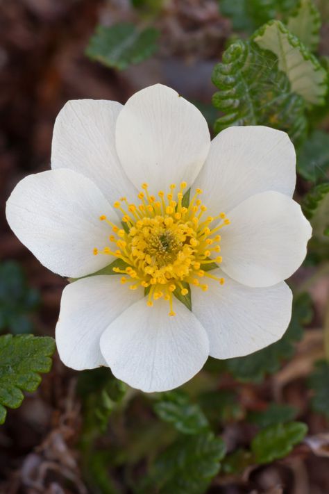 Ottaro's Official Flower - Mountain Avens Mountain Avens Tattoo, Uk Plants, Mountain Avens, Floral Reference, Plants Tattoo, Plants Uk, Flower Mountain, National Flower, Hat Stand