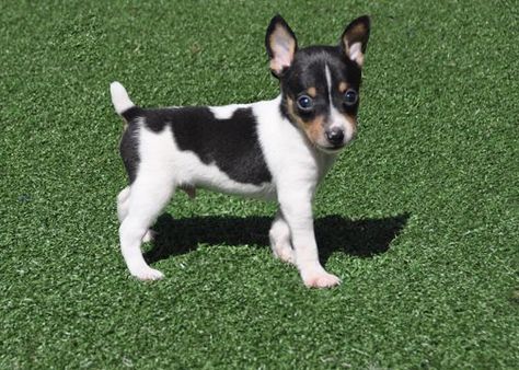 Toy Fox Terrier Puppies - so cute Toy Fox Terrier Puppies, Miniature Fox Terrier, Rat Terrier Puppies, Fox Terrier Puppy, Rat Terrier Dogs, Smooth Fox Terriers, Toy Fox Terriers, Rat Terrier, Jack Russells