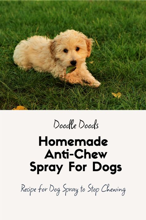 Puppy Chewing Spray, No Chew Dog Spray Diy, Bitter Spray For Dogs Diy, Diy Dog Chewing Deterrent, No Chew Spray For Dogs Diy, Dog Chewing Deterrent Homemade, Dog Chewing Stop, Anti Chew Spray For Dogs Diy, Puppy Chewing Tips Training