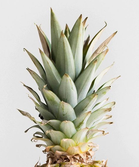 Health Benefits Of Pineapple, Benefits Of Pineapple, Pineapple Health Benefits, Pineapple Leaves, Pineapple Leather, Pineapple Benefits, Pineapple Fruit, New Material, Food Science