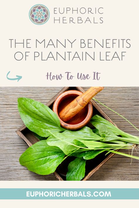 Your first thought when you hear "plantain" might be of a banana-like fruit used frequently in Caribbean dishes. However, it can also refer to a medicinal herb that probably grows in your backyard. The numerous health benefits of plantain leaf are pretty astonishing given the fact that it's often considered a weed. Here's more about this fascinating yet unassuming herb, the many benefits of plantain leaf, and ways to use it. Rosemary Gladstar, Plantain Leaves, Infant Care, Poor Digestion, Medicinal Herb, Breastfeeding And Pumping, Holistic Remedies, Herbs For Health, Cough Remedies