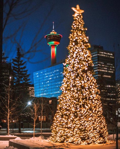 Calgary Christmas, Calgary Snow, Have A Good Evening, Canadian Christmas, Canada Christmas, Snow Night, Christmas Vibes, Good Evening, Time Of The Year