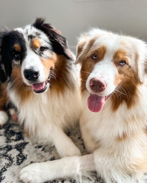 Swipe to see IG ➡️ Reality 🤣 The boys are so precious in the first one but most of the time they look like the other 3 photos! Just a little brotherly love for you! 🩵 | aussie | Australian shepherd | red Merle aussie | blue Merle aussie | Seattle | PNW Blue Merle Australian Shepherd Puppy, Red Merle Aussie Puppy, Aussie Shepherd Blue Merle, Aussie Red Merle, Australian Shepherd Merle Blue, Aussie Blue Merle, Blue Merle Aussie, Merle Australian Shepherd, Australian Shepherd Blue Merle