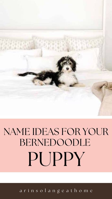 Brown Bernedoodle, Bernedoodle Names, Puppy Girl Names, Good Girl Names, Bernadoodle Puppy, Cute Puppy Names, Boy Dog Names, Girl Dog Names, Female Dog Names