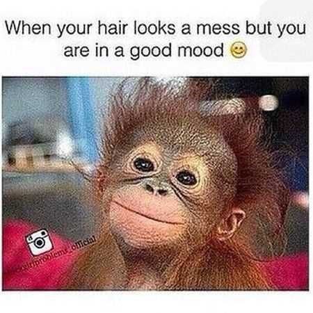 monkey meme about being happy and messy with pic of smiling monkey with messy hair Monkey Memes, Naha, Funny Animal Pictures, Animal Memes, Bones Funny, Good Mood, Funny Cute, Make You Smile, Make Me Smile