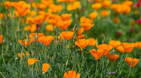 California Poppies, Orange Poppy, Sandy Soil, California Poppy, Poppy Seeds, Seed Pods, Drought Tolerant, Poppy Flower, Native Plants