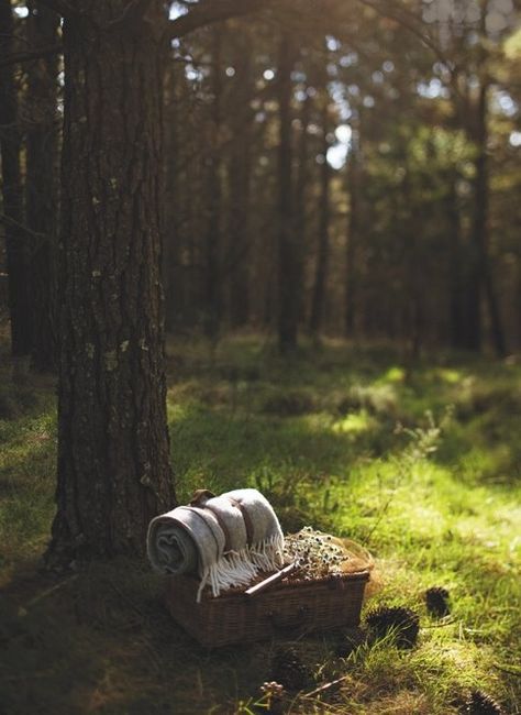 forest picnic | Forest picnic... Craig Wall photo | Abroad | Pinterest Forest Picnic, Photoshooting Ideas, Picnic Outdoor, Romantic Picnic, Aesthetic Picnic, Fall Picnic, Picnic Inspiration, Outdoor Aesthetic, Romantic Picnics