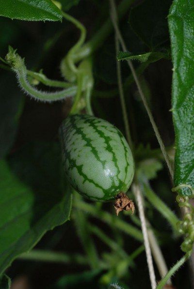 Planting Cantaloupe, Companion Planting Layout, Chamomile Lawn, Planting Layout, Chamomile Seeds, Companion Planting Vegetables, Garden Companion Planting, Growing Cucumbers, Growing Strawberries