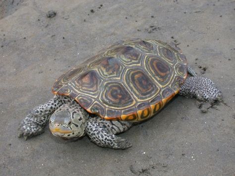 Diamondback Terrapin, Pictures Of Turtles, House Mural, Tmnt Oc, Tortoise Care, Conservation Biology, Aquatic Turtles, Tortoise Turtle, Terrapin