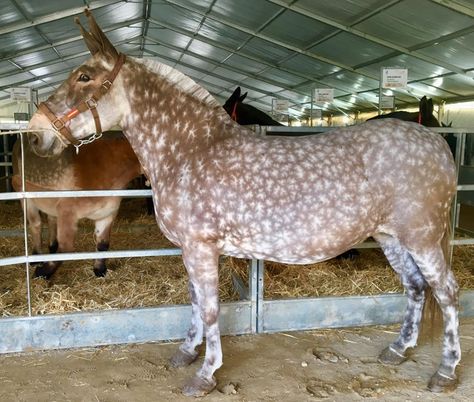 Lovely buckskin draft mule with starburst dapple Draft Mule, Mules Animal, Unusual Horse, Horse Markings, Horse Coat Colors, Horse Inspiration, Most Beautiful Horses, All About Horses, All The Pretty Horses