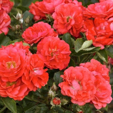 Coral Drift® Rose Drift Roses, Best Greenhouse, Vibrant Flowers, Coral Orange, Vibrant Flower, Grow Together, The Landscape, Family Gifts, Disease