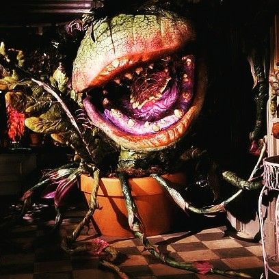 Today in 1986 Little Shop of Horrors was released starring Audrey II. The best musical about a man-eating plant ever to exist! Man Eating Plant, Audrey Ii, Man Eating, Little Shop Of Horrors, Musical