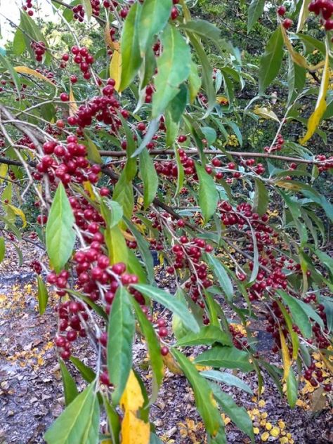 Different From Others, Autumn Olive, Native Gardens, Invasive Plants, Evergreen Plants, Native Garden, Invasive Species, Botanical Beauty, Ornamental Plants