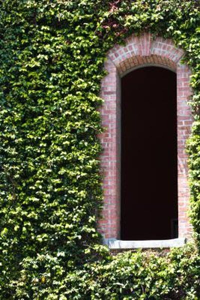 Depending on the surface, ivy growing up a wall may lend character, as well as weather protection, to a wall or it may cause serious damage. Two ivies often seen scaling buildings, English ivy (Hedera helix) and Boston ivy (Parthenocissus tricuspidata), climb via aerial rootlets and holdfast discs, respectively. These ... Ivy Plant Indoor, Parthenocissus Tricuspidata, Wall Climbing Plants, Boston Ivy, Ivy Wall, Home Exteriors, Hedera Helix, Virginia Creeper, English Ivy