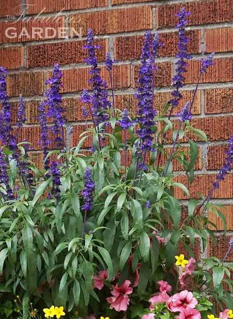 Pots For Sunny Locations, Salvia In Containers, Salvia In Pots, Petunia Planter, Filler Plants, Salvia Plants, Purple Salvia, Flower Trellis, Fall Containers