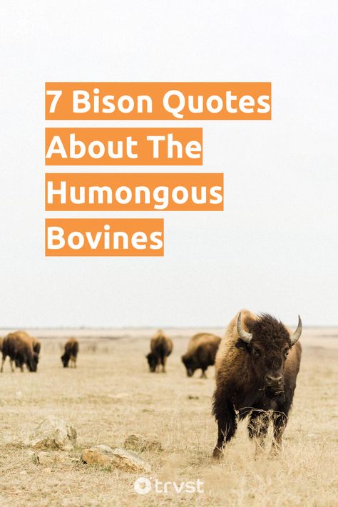 Explore our selection of bison quotes, embodying the sense of resilience these iconic beasts signify. Experience their profound connection with the great outdoors and centuries-old native heritage. Don't miss out on this journey! 😊 #BisonQuotes #NatureLovers #IndigenousHeritage #Wildlife #OutdoorInspiration Bison Quotes, Buffalo Aesthetic, Wildlife Quotes, Human Zoo, Native American Traditions, Outdoor Inspirations, Sacred Places, Native American Culture, Great Outdoors