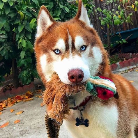 Huskyusa on Instagram: “Good afternoon litte friends! ♥️ We’re Back 🙂🐺 #husky #siberianhusky #huskycute #huskypuppy #huskypuppies #huskylove #huskylove…” Husky Grooming, Caine Husky, Red Husky, Alaskan Husky, Cute Husky, Husky Lover, Siberian Husky Dog, Siberian Huskies, Australian Shepherds