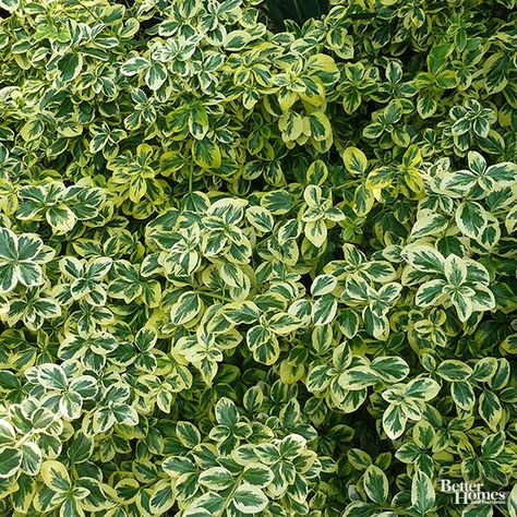 Shrubs For Shaded Areas, Shrubs For Shade, Creating A Book, Pieris Japonica, Landscaping Shrubs, Fast Growing Evergreens, Fencing Ideas, Types Of Fences, Foundation Planting