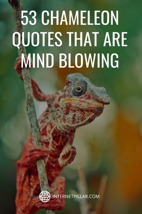 53 Chameleon Quotes That Are Mind Blowing - #quotes #bestquotes #dailyquotes #sayings #captions #famousquotes #deepquotes #powerfulquotes #lifequotes #inspiration #motivation #internetpillar Chameleon Quotes, Chameleon Changing Color, Types Of Chameleons, Funny Chameleon, African Quotes, Small Lizards, Chameleon Color, Truth And Lies, Chameleons