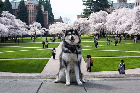 The University of Washington has a beautiful campus.  Especially during spring, when this picture was taken.  #ReInventingSusan Washington Huskies Football, Uw Huskies, College Tennis, University Of Washington Huskies, Dream College, Washington Huskies, Washington Football, Dream School, Purple Reign