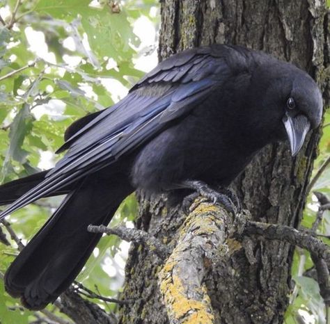 Crow Bird Aesthetic, Crow Holding Something, Crow Looking Down, Crow On Shoulder, Crow Therian, Aesthetic Crow, Crow Core, Crow Aesthetic, Crow Photo