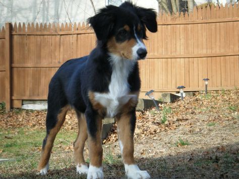 Tri collie Ranch Dogs, Australian Shepherd Colors, Border Collie Australian Shepherd, Collie Australian Shepherd, Shepard Puppy, Aussie Shepherd, Australian Shepherd Puppy, Dog Haircuts, Collie Mix