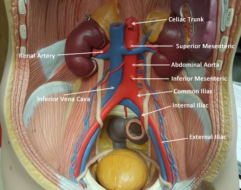 Abdominal Aorta Blood Vessels Anatomy, Abdominal Aorta, Human Digestive System, Lower Extremity, Medical School Studying, Surrealism Photography, Nurse Practitioner, Anatomy And Physiology, Digestive System