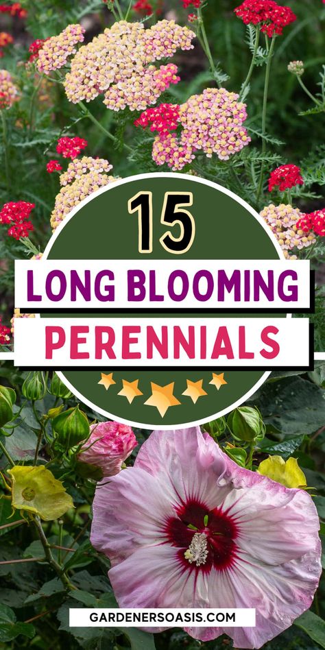 15 Long Blooming Perennials That Will Flower All Summer Long Short Perennials, Tall Perennials, Part Shade Perennials, Shrimp Plant, Reblooming Daylilies, Garden With Flowers, Blooming Perennials, Butterfly Garden Plants, Pink Perennials