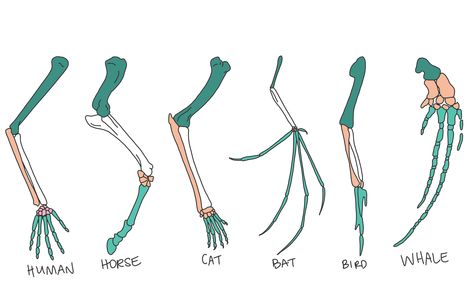 Wolf Bone Structure, Human Evolution Timeline, Evidence Of Evolution, Phylogenetic Tree Biology, Pelvic Bone, Convergent Evolution, Middle School Science Teacher, Theory Of Evolution, Teaching Biology