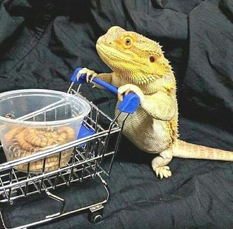 Funny Lizards, Bearded Dragon Funny, Baby Bearded Dragon, Cute Gecko, Bearded Dragon Cute, Pet Lizards, Bearded Dragon Care, Cute Lizard, Dragon Memes