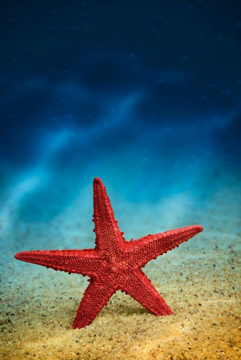 Starfish on the clean golden sand. | Starfish on the clean g… | Flickr Starfish In Ocean, Star Fish Aesthetic, Sand Underwater, Sand Starfish, Starfish Colors, Fish Artwork, Underwater Theme, Cute Summer Wallpapers, Feeling Scared