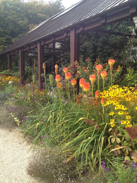 HIDCOTE: The 'hot' border in front of the Plant house at  Hidcote. I love knophilia (red hot poker is so much easier!) I think there were rudbekia as well as some marigold looking plants!! Hot Border Planting, Red Hot Poker Plant Landscaping, Kniphofia Red Hot Poker, Hot Paprika Coreopsis, Red Hot Poker Plant, Huskers Red Penstemon, Penstemon Husker Red, Colorado Landscape, Perennial Border