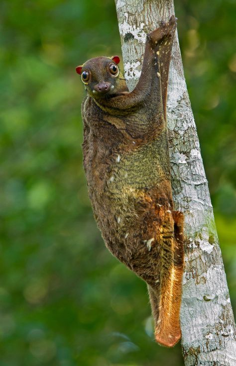 Flying Lemur, Amazing Animal Pictures, Tropical Animals, Unusual Animals, Extinct Animals, Silly Dogs, Weird Creatures, Weird Animals, Primates