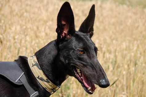 Ibizan Hound, Dog Stories, Reptiles Pet, Bad Dog, Wild Dogs, Jack Russell Terrier, Black Dog, Beautiful Dogs, Greyhound